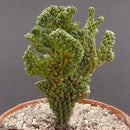 Egrow 100Pcs/Pack Succulent Cactus Seeds Crassula Capitella Pagoda Succulent Potted Seed