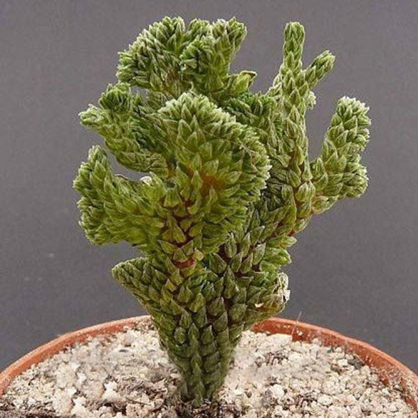 Egrow 100Pcs/Pack Succulent Cactus Seeds Crassula Capitella Pagoda Succulent Potted Seed