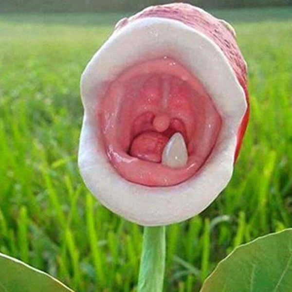 Insect Capture Plant Succulent Enchantress Plant Carnivore Office Pot Bonsai Seeds Slurperon Seeds