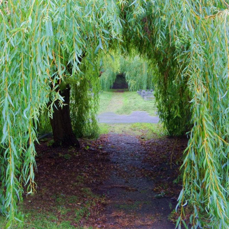 Egrow 100Pcs/Pack Willow Tree Seeds Potted Willow Tree Bonsai Plant Salix Babylonica Green Tree Garden