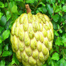 Egrow 5 Pcs/Pack Custard Apple Srikaya Seeds Bonsai Soursop Fruit Graviola Annona Muricata Plant Sweet Sop Fruit Sugar Apple Plant