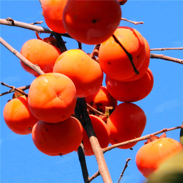 Egrow 30 Pcs/Pack Persimmon Tree Seeds Diospyros Kaki Fruit Seed Home Garden Bonsai Plants