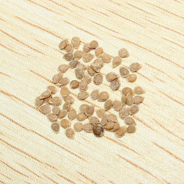 30pcs British Cherries Tomato Seeds Garden Plants