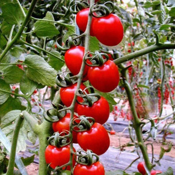 30pcs British Cherries Tomato Seeds Garden Plants