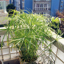 Egrow 50 Pcs/Pack Cyperus Seeds Cyperus Alternifolius Bonsai Water Aquatic Pltion Bonsai Home Beauty Hydroponics Plant Bonsai