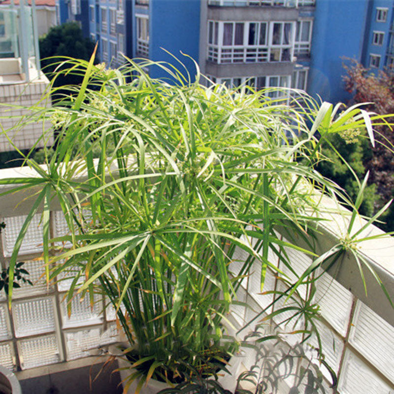 Egrow 50 Pcs/Pack Cyperus Seeds Cyperus Alternifolius Bonsai Water Aquatic Pltion Bonsai Home Beauty Hydroponics Plant Bonsai