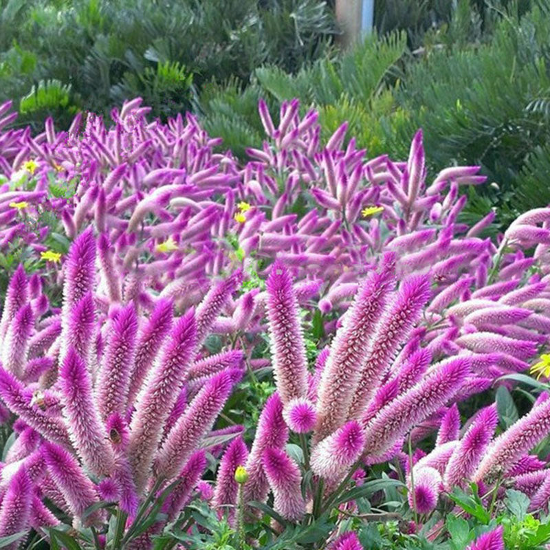Egrow 100Pcs/Pack Cockscomb Seeds Liatris Spicata Plants Rare Flamingo Cockscomb Bonsai Plant Garden Ornamental Flower Plantas