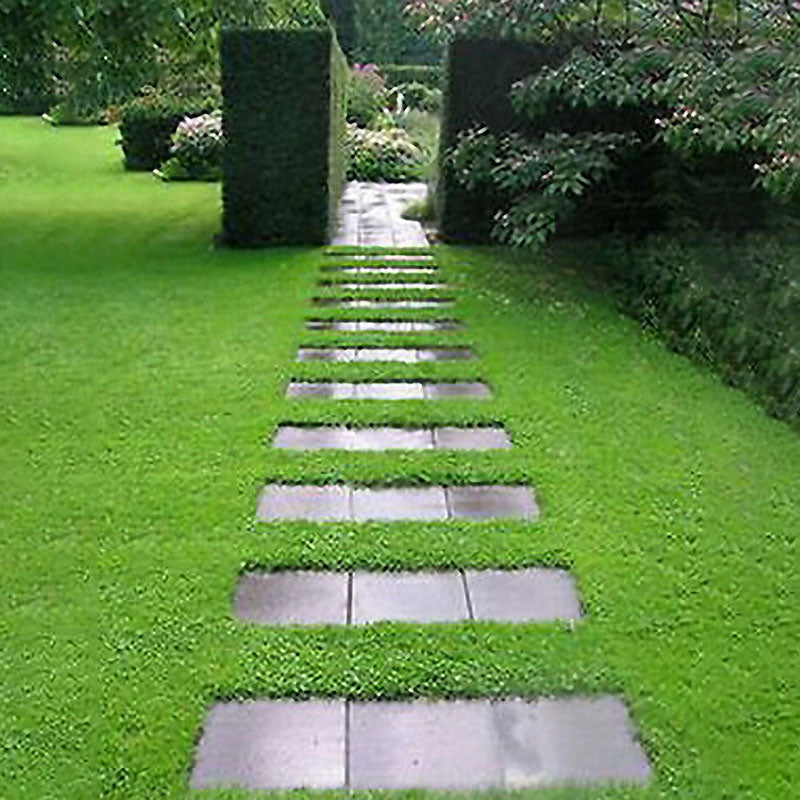 Egrow100Pcs/Bag Ground Cover Green Seeds Herniaria Glabra Seeds Grow in Poor Soil Lawn Carpet Seeds