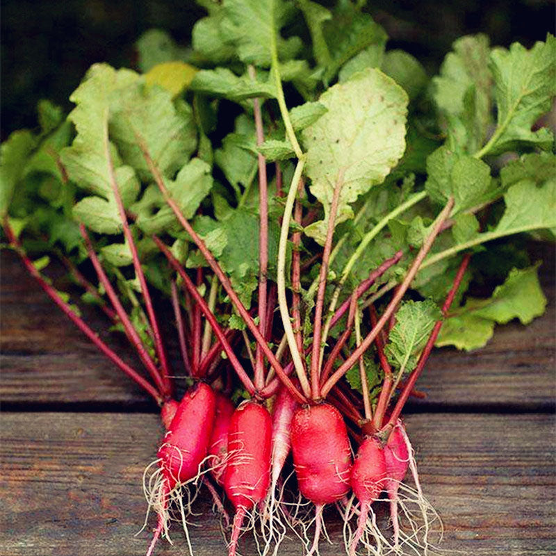 Egrow 100 Pcs/Pack Beetroot Seeds Beetroot Plants Green Vegetable Beta Vulgaris Bonsai Plantas Hardy Vegetable
