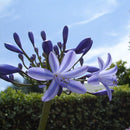 5pcs Purple Clivia Seed Agapanthus Africanus Seeds