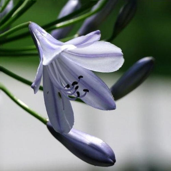 5pcs Purple Clivia Seed Agapanthus Africanus Seeds