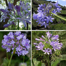5pcs Purple Clivia Seed Agapanthus Africanus Seeds