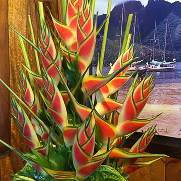 20 PCS Snake Tail Plantain Seeds Rare Flower Seeds Home Garden Bonsai Potted Plant Seeds