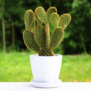 Egrow 100Pcs/Bag Opuntia Microdasys Seeds Bonsai Succulent Plants Green Radiation Protection Cactus