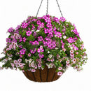 Egrow 100Pcs/Bag Petunia Seeds Petunia Plants Hanging Bonsai Mini Petunia Beautiful Flower Seeds