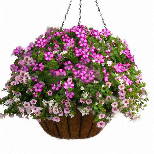 Egrow 100Pcs/Bag Petunia Seeds Petunia Plants Hanging Bonsai Mini Petunia Beautiful Flower Seeds