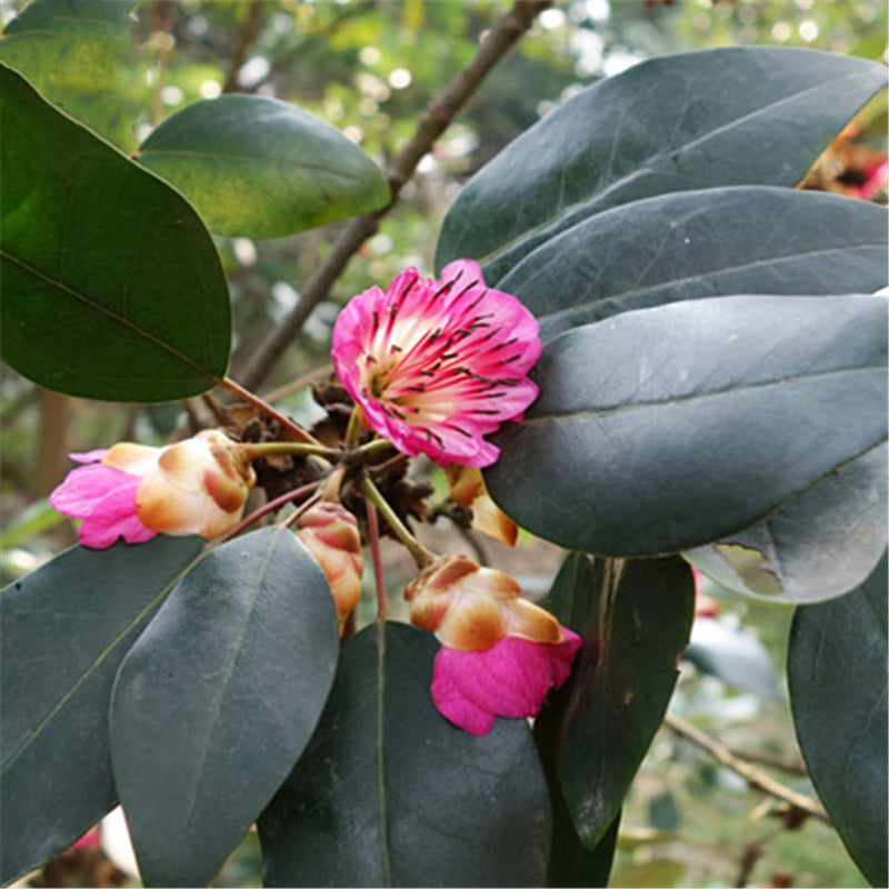 Egrow 30 Pcs/Pack Rhodoleia Championii Tree Seeds Rhodoleia Championii Tree Flower Seeds