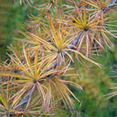 Egrow 50 Pcs/Pack Larix Gmelinii Tree Seeds Gmelinii Tree Plant Larch Pine