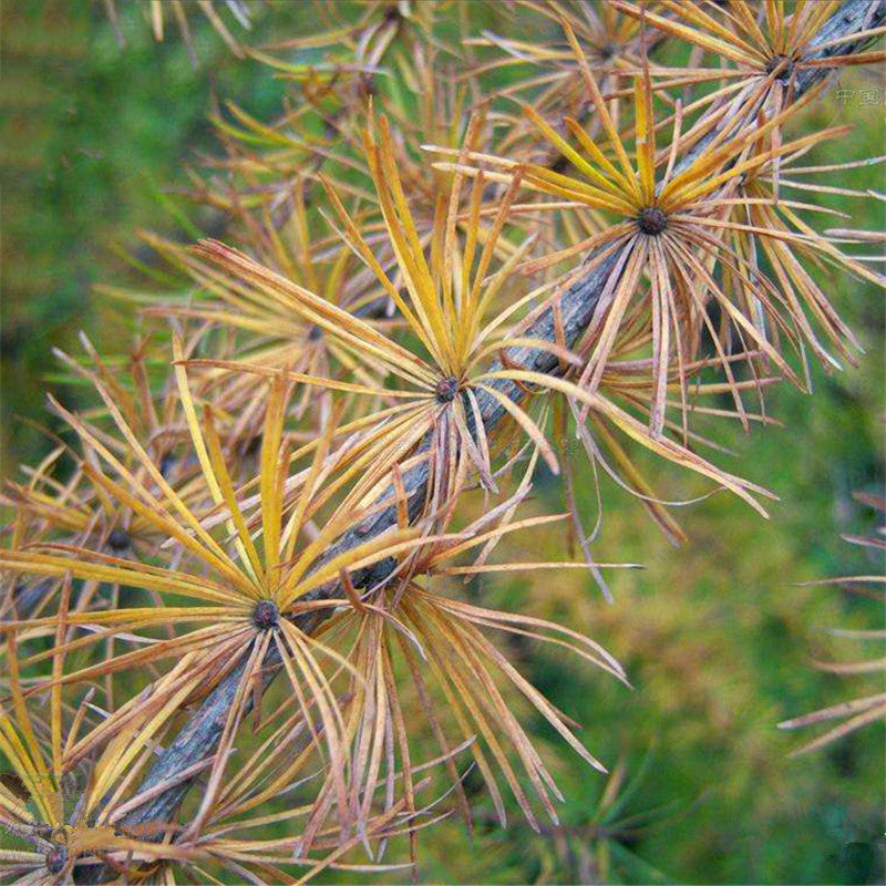 Egrow 50 Pcs/Pack Larix Gmelinii Tree Seeds Gmelinii Tree Plant Larch Pine
