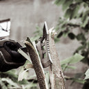 IPRee Camping EDC Survival Axe Emengency Backpacking Hammers Tool