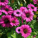 30Pcs African Blue Eyed Daisy Seeds Osteospermum Seeds Mix Color Flower