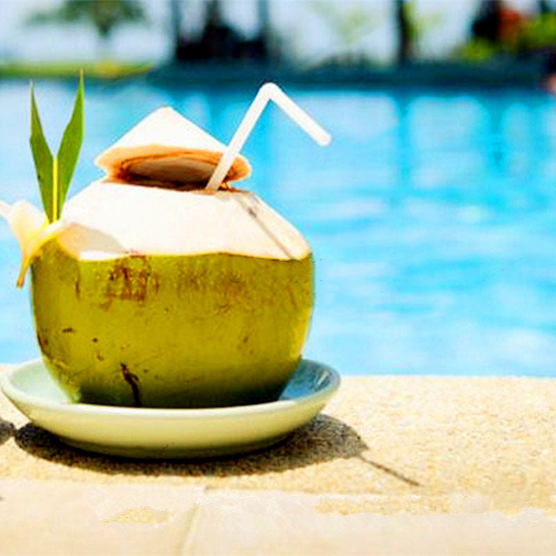 Egrow 10Pcs/Bag Coconut Tree Seeds Perennial Bonsai Juicy Fruit Plants for Home and Garden Planting