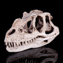 Resin Ceratosaurus Dinosaur Skull Fossil Model Collectible Craft Gift Decorations