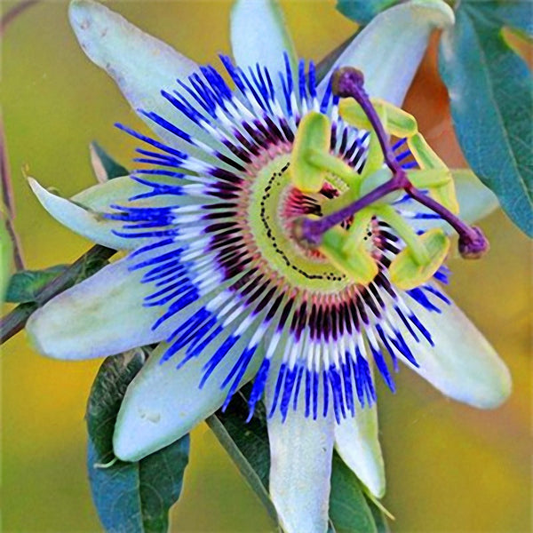 Egrow 50Pcs/Pack Passiflora Incarnata Seeds Home Garden Plants Passion Fruit Flower Bonsai Seeds