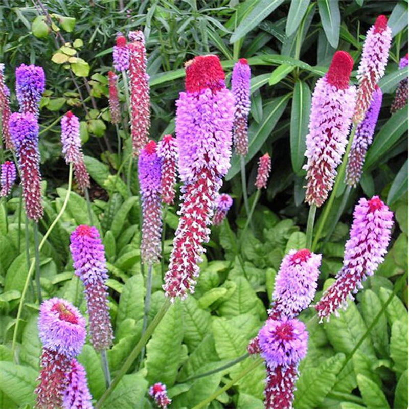 Egrow 50Pcs/Pack Torch Lily Seeds Bonsai Torch Lily Plant Perennial Potted Family Garden Beautiful Decorative Flowe