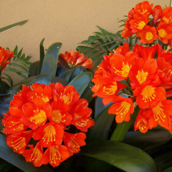 Egrow 100 Pcs/Pack Potted Clivia Seeds China Clivia Potted Flowers Seedling Outdoor Bonsai Balcony Flower
