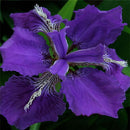 Egrow 40Pcs/Bag Iris Tectorum Seeds Popular Perennial Garden Flower Seeds Gorgeous Cut Flower Seeds