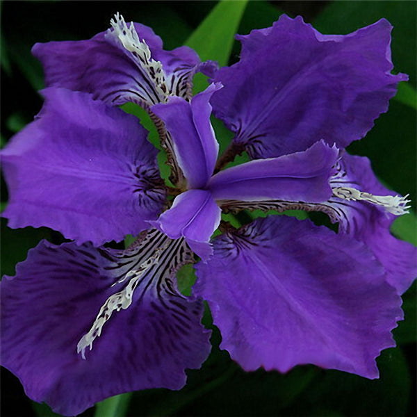 Egrow 40Pcs/Bag Iris Tectorum Seeds Popular Perennial Garden Flower Seeds Gorgeous Cut Flower Seeds