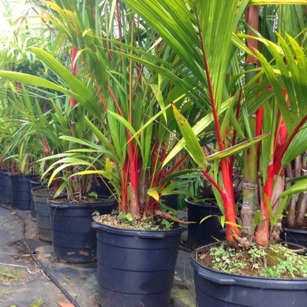 Egrow 100Pcs/Pack Colorful Palm Tree Seeds Bonsai Bamboo Seeds Home Garden Tree Seeds