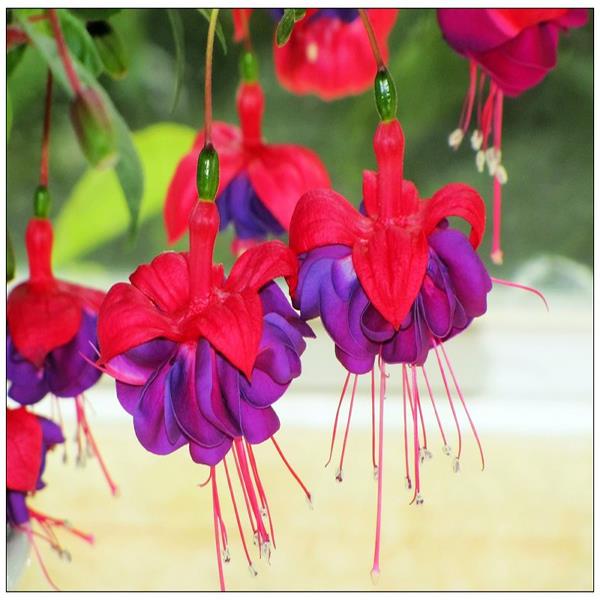 30PCS Chinese Enkianthus Seeds Potted Chinese Enkianthus Flower Garden Ornamental Plants