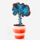 Egrow 100Pcs/Pack Fan-Shaped Succulent Plant Seeds Cactus Succulent Bonsai For Home Garden Planting DIY Planting