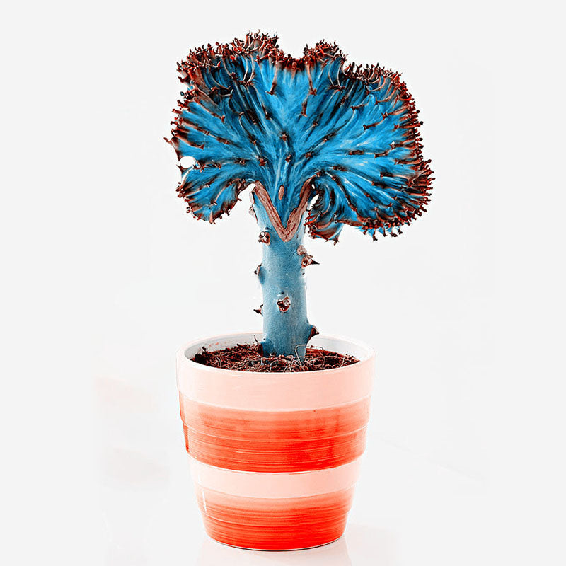 Egrow 100Pcs/Pack Fan-Shaped Succulent Plant Seeds Cactus Succulent Bonsai For Home Garden Planting DIY Planting