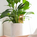 4X(Little Bird Drop Water Device Automatic Watering Device Watering Plants D1S1)