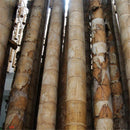 Egrow 100 Pcs/Pack Bamboo Seeds Huge Dragon Bamboo Tree Plant Bamboo Tree For Home Garden