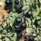 20Pcs Purple Tomato Seeds Cherry Tomatoes Balcony Bonsai Organic Fruits Cherry Garden Seeds