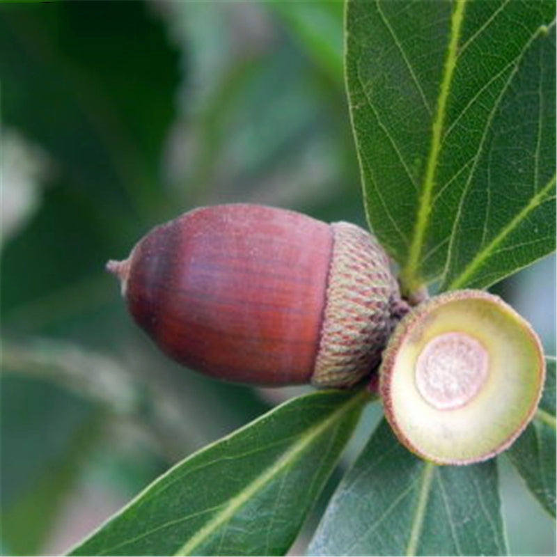 Egrow 100 Pcs/Pack Glauca Seeds Chinese Glauca Tree Cyclobalanopsis Glauca Tree For Nut