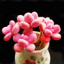 Egrow 100Pcs/Pack Pink Succlents Seeds DIY Plant Bonsai Potted Flowers for Home Garden Courtyard