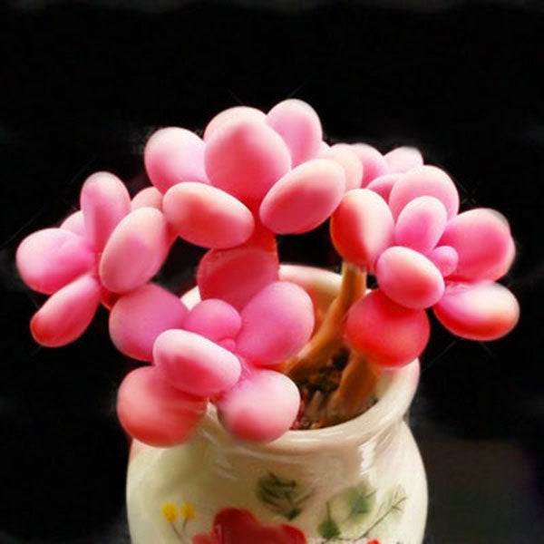 Egrow 100Pcs/Pack Pink Succlents Seeds DIY Plant Bonsai Potted Flowers for Home Garden Courtyard