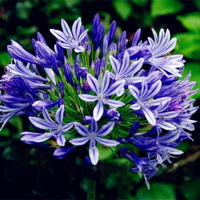 Egrow 100 Pcs/Pack Agapanthus Seeds Agapanthus Africanus Bonsai Home Garden Flower Drought Tolerant