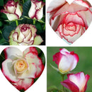 Egrow 100Pcs/Pack Fire & Ice Rose Flower Seeds DIY Home Garden Bonsai Flower Plants