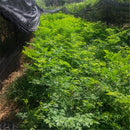 Egrow 80 Pcs/Pack Moringa Tree Seeds Moringa Tree Semente Plant Moringa Oleifera Tree