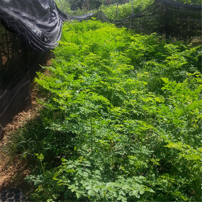 Egrow 80 Pcs/Pack Moringa Tree Seeds Moringa Tree Semente Plant Moringa Oleifera Tree