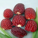 Egrow 500Pcs/Pack Jackfruit Strawberry Seeds Garden Plants Fruit Seeds