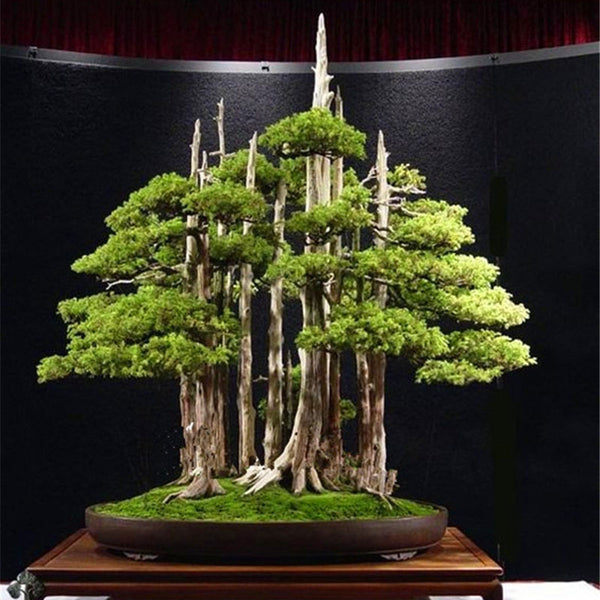 Egrow 20PCS/Bag Juniper Bonsai Tree Seeds Garden Potted Flowers Office Bonsai Purify the Air Absorb Harmful Gases