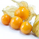 Egrow 20Pcs/pack Physalis Seeds Garden Fruit Flower Latern Golden Berry Tree Seeds