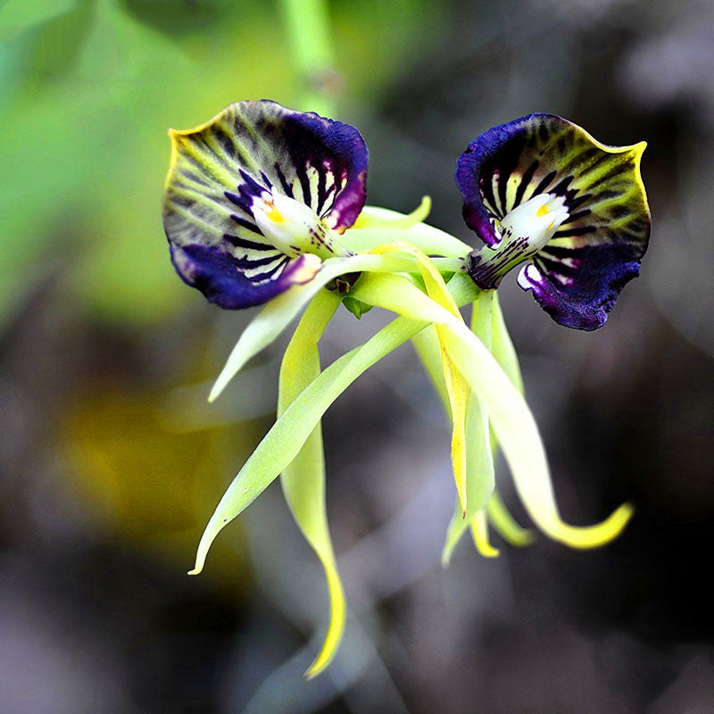 Egrow 100Pcs/Pack Orchid Seeds Yellow Octopus Orchid Rare Flower Bonsai For Home Garden Planting Flowering Plants